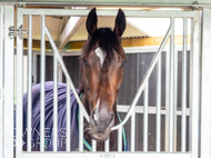 WG031025-74 - Jaramillo